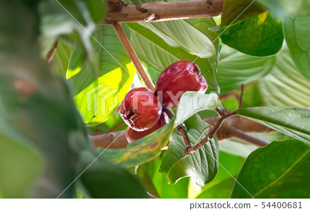 Malay rose apple fruit 54400681