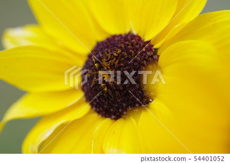 Sun Flower  54401052