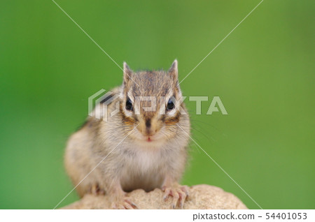 Chipmunk 54401053
