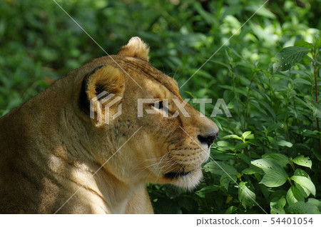 Lion female 54401054