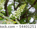 Kashiwaba繡球花 54401251