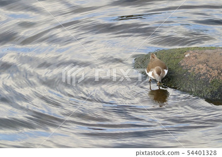 Isoshigi wild bird waterside 54401328