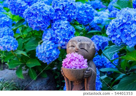  繡球花和地藏安昌寺 54401353