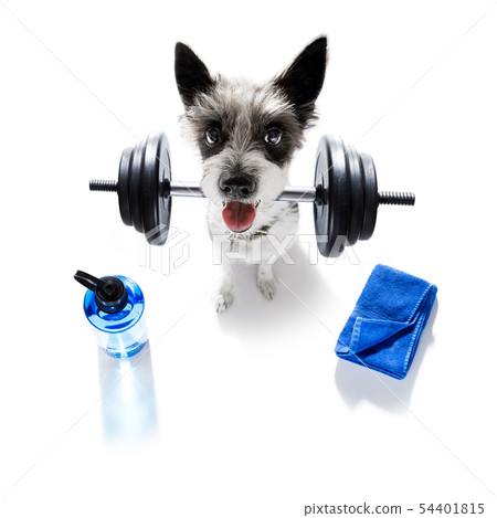personal trainer dog personal trainer dog 54401815