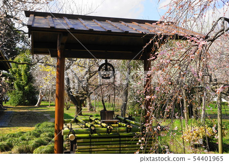 March Plums at Mito 16 Hiromichikan Garden 54401965