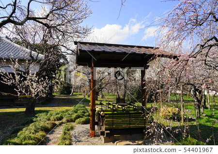 March Plum at Mito 14 Hiromichikan Garden 54401967