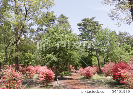 Spring Nature Garden (Azaleas of the Walking Path and Uwa Mizuzakura) Spring Nature Garden (Azaleas of the Walking Path and Uwa Mizuzakura) 54401989