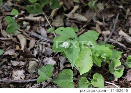 志高莉莉 54402046