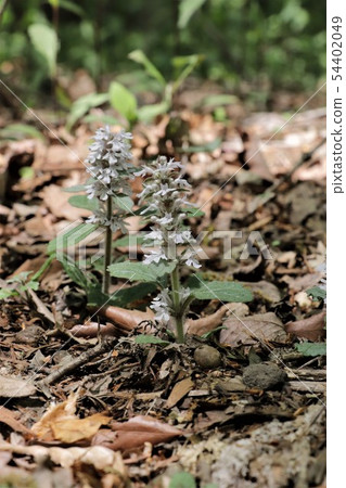 十二層次的禮儀和服 54402049