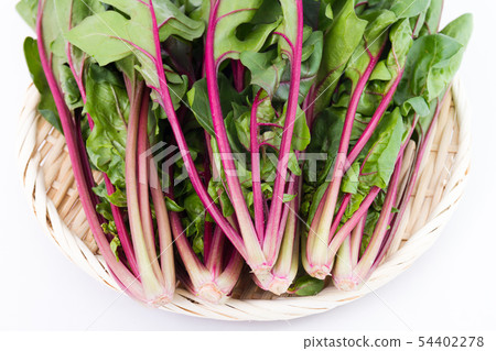 紅軸菠菜 54402278