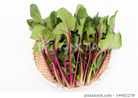 紅軸菠菜 54402279