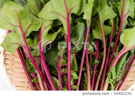 Red axis spinach Red axis spinach 54402291