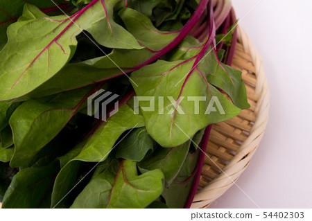 Red axis spinach 54402303