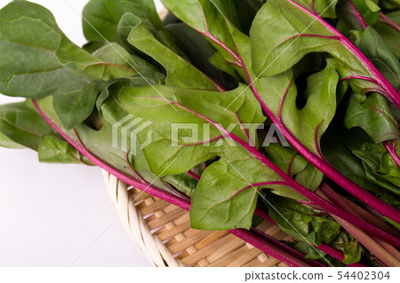 Red axis spinach 54402304