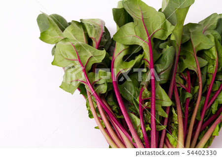 紅軸菠菜 54402330