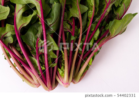 紅軸菠菜 54402331