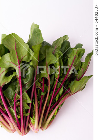 紅軸菠菜 54402337