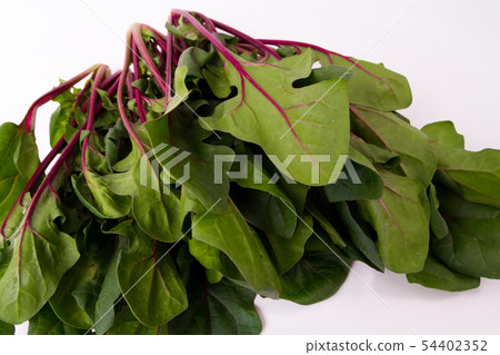 Red axis spinach 54402352
