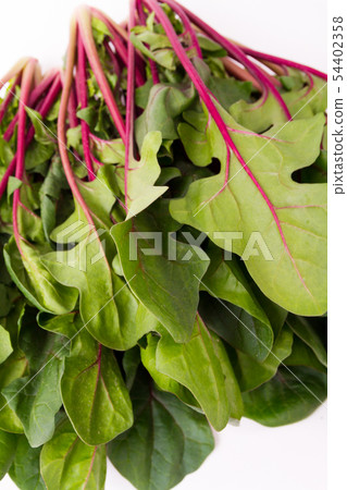 Red axis spinach Red axis spinach 54402358