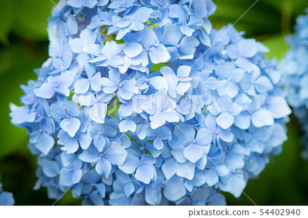 hydrangea   54402940