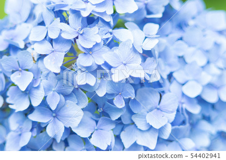 hydrangea hydrangea 54402941