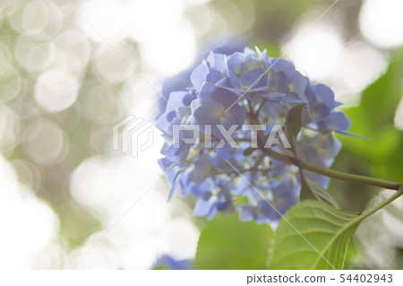 hydrangea hydrangea 54402943