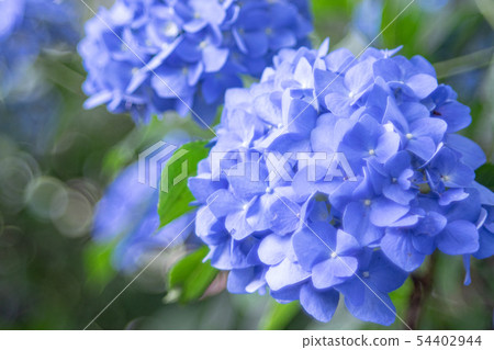 hydrangea   54402944