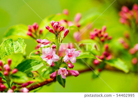 Sage flower and bud 54402995