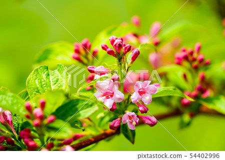 Sage flower and bud 54402996
