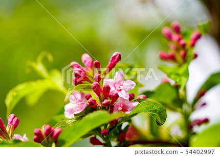 Sage flower and bud 54402997