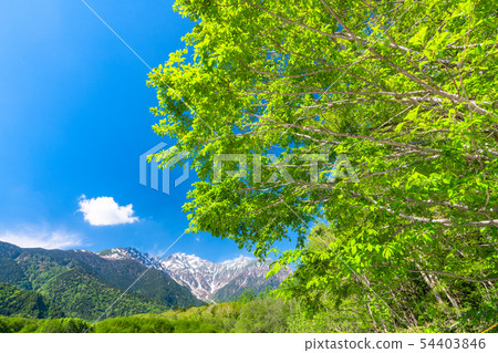 《長野縣》初夏上高地，新鮮的綠色大正池 54403846