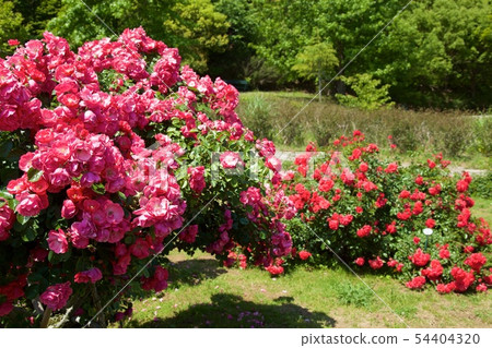 Cup Blooming Rose Garden Rose 54404320
