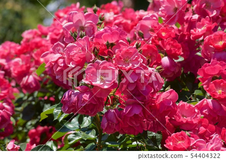 Cup Blooming Rose Garden Rose Cup Blooming Rose Garden Rose 54404322