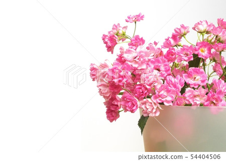 Pink mini-roses Pink mini-roses 54404506