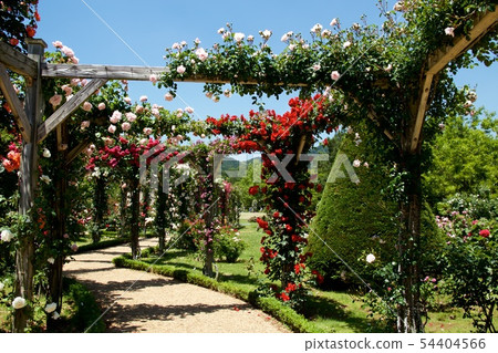 Beautiful roses in the garden 54404566