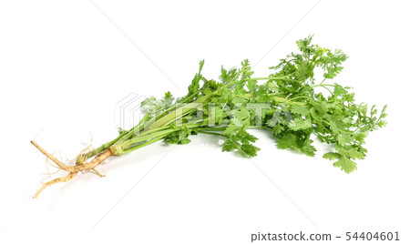 parsley isolated on white background. 54404601