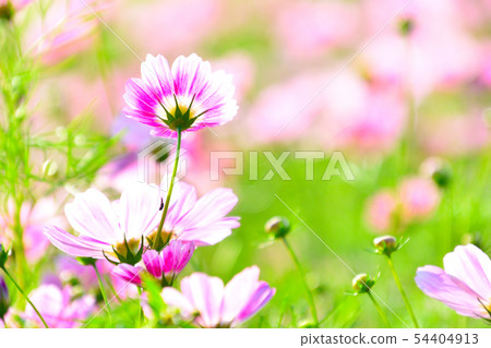 Fall cosmos field Fall cosmos field 54404913