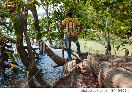 A man standing among old mangrove forest with A man standing among old mangrove forest with 54404914