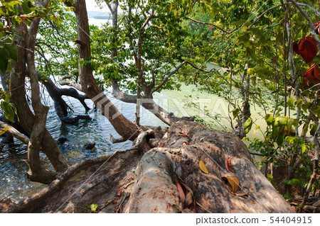tree in jungle. forest and environment concept tree in jungle. forest and environment concept 54404915