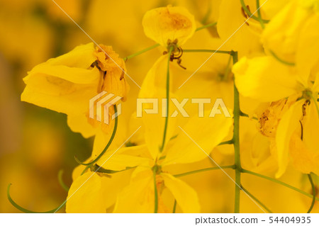 Beautiful yellow flower Golden shower Beautiful yellow flower Golden shower 54404935