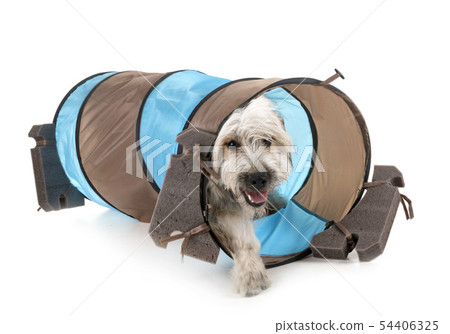 Pyrenean Shepherd in studio Pyrenean Shepherd in studio 54406325
