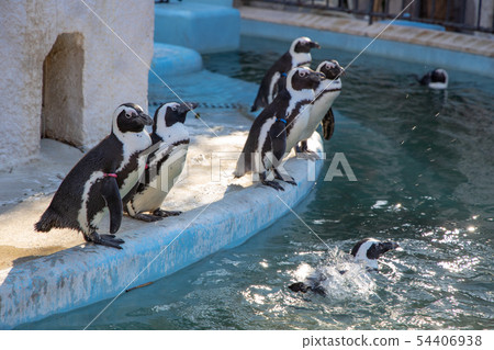 海角企鵝 54406938