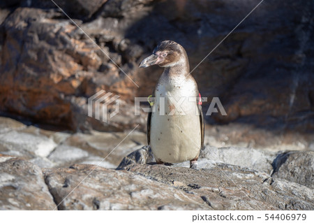 洪堡企鵝 54406979
