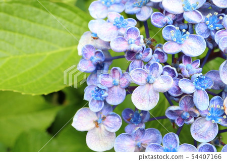 Otafuku Hydrangea Otafuku Hydrangea 54407166