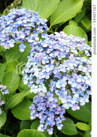 Otafuku Hydrangea Otafuku Hydrangea 54407167