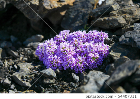 Wild Alissaum Blooming in the Shilthorn 54407311