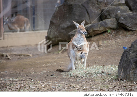 kangaroo family kangaroo family 54407312