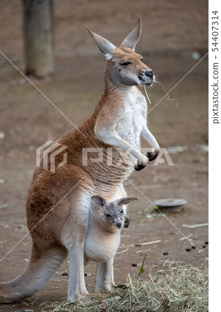kangaroo family 54407314