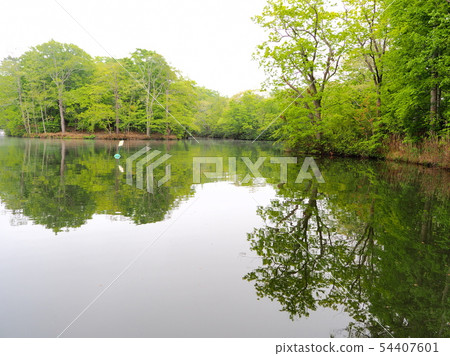 Fresh green Onuma Park in the morning mist 54407601