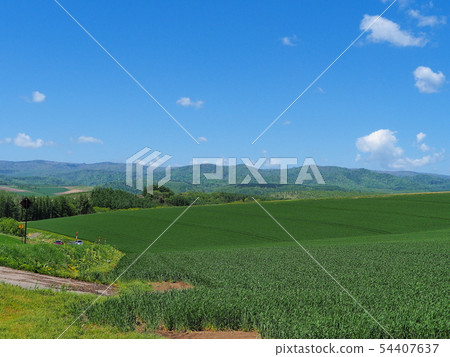Biei在初夏有白色雲彩和藍天的一片草甸 54407637
